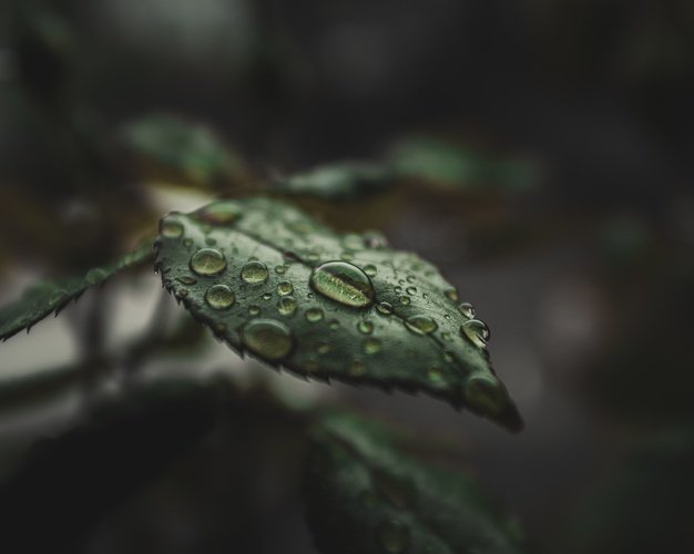 https://www.monpetitcoinvert.com/blog/wp-content/uploads/2021/03/rain-water.jpg